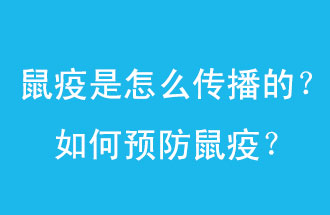 鼠疫是怎么傳播的？如何預防鼠疫？